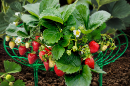 Стандартпарк предлагает Подставка под клубнику, рис. 1