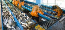 Купить Очистные сооружения сточных вод для рыбокомбинатов по выгодной цене Очистные сооружения сточных вод для рыбокомбинатов - Стандартпарк1