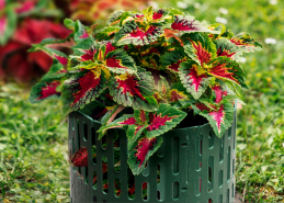 Стандартпарк предлагает Защита кустов и деревьев (упаковка 4 штуки), рис. 1