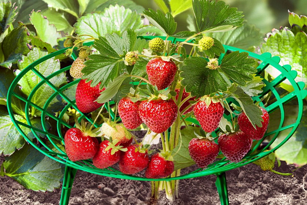 Подставка под клубнику, рис. 2