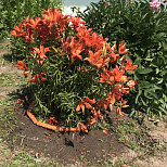 Декоративный бордюр Камешки терракотовый